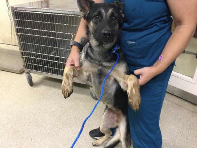 Shelter Stray Female Dog last seen Near BLOCK LEE RD, PERRIS, CA, 6851 Van Buren Boulevard, Jurupa Valley, CA 92509, USA