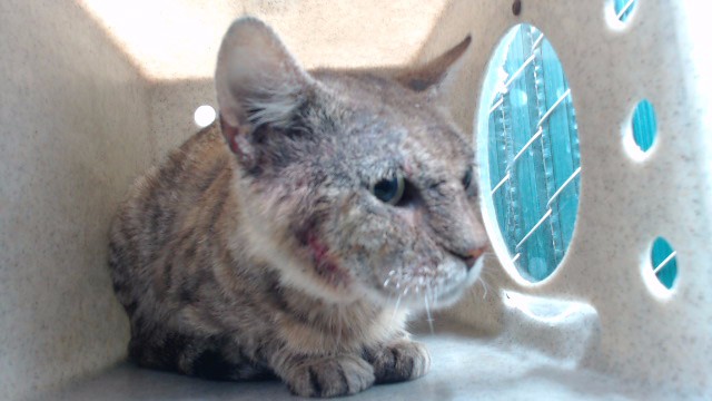 Shelter Stray Male Cat last seen , 11258 Garfield Ave, Downey, CA 90242, USA