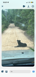 Found/Stray Male Dog last seen Brickton, Molino, FL 32577
