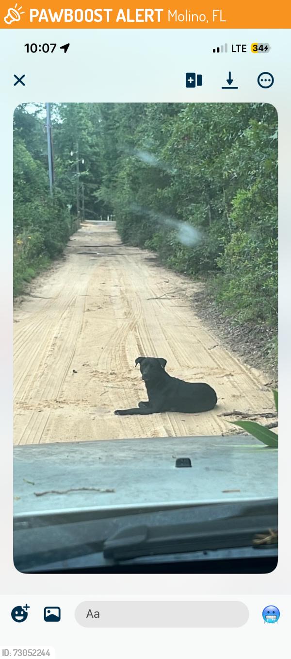 Found/Stray Male Dog last seen Brickton, Molino, FL 32577