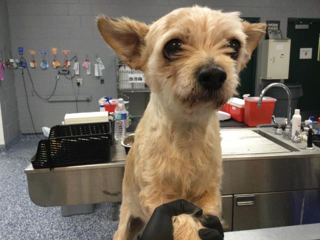 Shelter Stray Male Dog last seen Near BLOCK AVENIDA DIAZ, LA QUINTA, CA, Thousand Palms, CA, USA