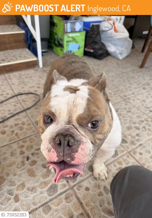 Found/Stray Male Dog last seen Arbor Vitae, Inglewood, CA 90301