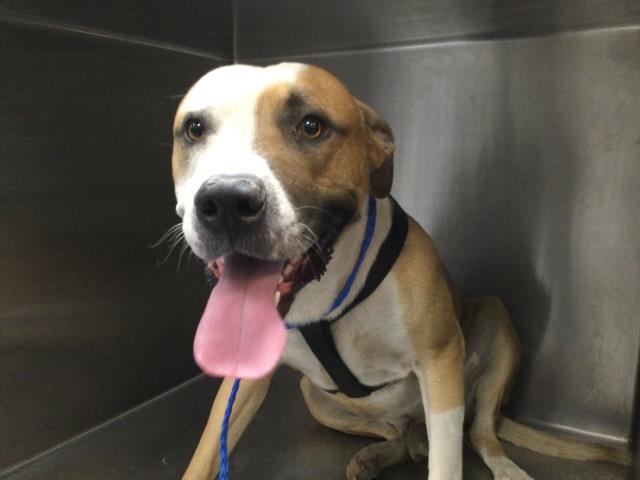 Shelter Stray Male Dog last seen Near BLOCK EMERALD AVE, INDIO CA 92201, Thousand Palms, CA, USA