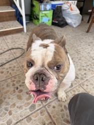 Found/Stray Male Dog last seen Arbor Vitae, Inglewood, CA 90301