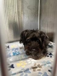 Shelter Stray Male Dog last seen WALNUT GROVE CT, 8311 Freedom Dr, Pearland, TX 77581, USA