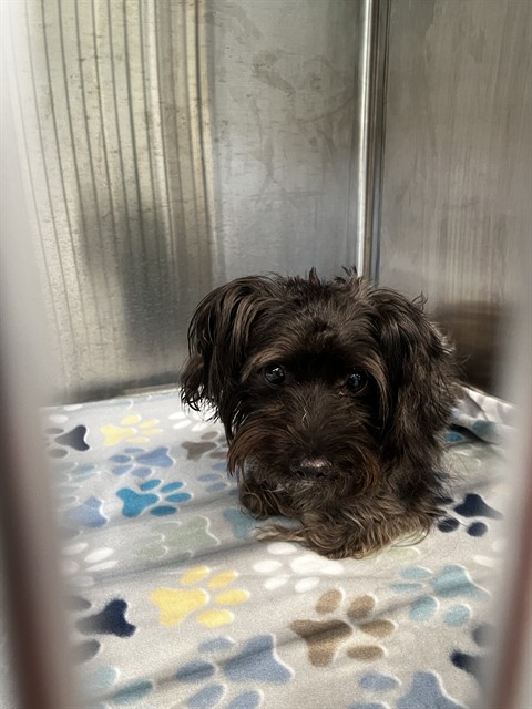 Shelter Stray Male Dog last seen WALNUT GROVE CT, 8311 Freedom Dr, Pearland, TX 77581, USA