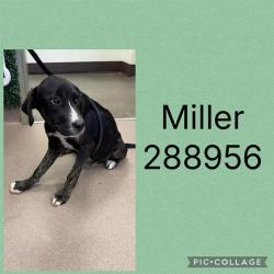 Shelter Stray Male Dog last seen MIDDLE ST, 4214 Fulton Mill Rd, Macon, GA 31216, USA