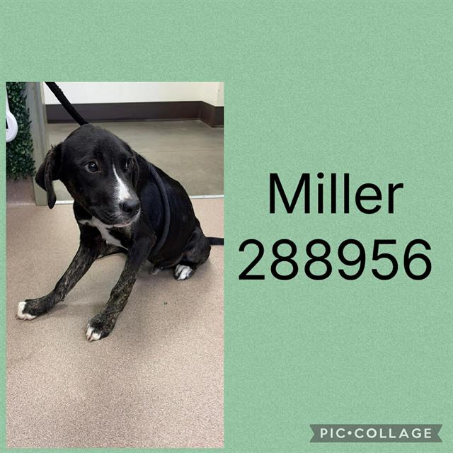 Shelter Stray Male Dog last seen MIDDLE ST, 4214 Fulton Mill Rd, Macon, GA 31216, USA