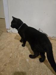 Found/Stray Male Cat last seen Maryland, Winnipeg, MB R3G 0X1