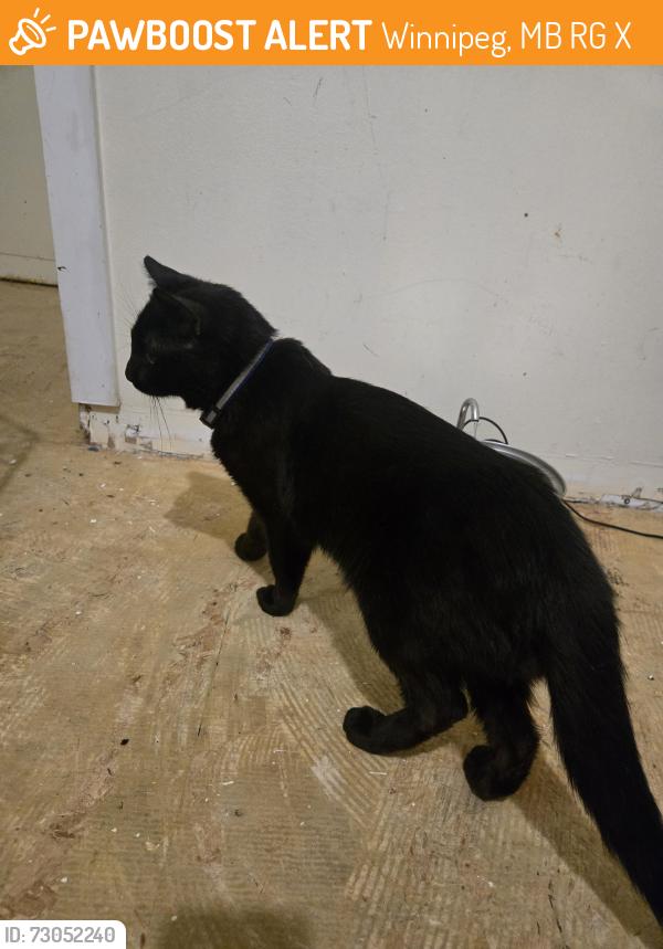 Found/Stray Male Cat last seen Maryland, Winnipeg, MB R3G 0X1