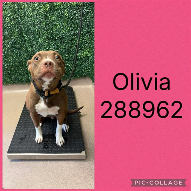 Shelter Stray Female Dog last seen ADAMS WAY, 4214 Fulton Mill Rd, Macon, GA 31216, USA
