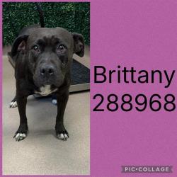 Shelter Stray Female Dog last seen BRITT RD, 4214 Fulton Mill Rd, Macon, GA 31216, USA