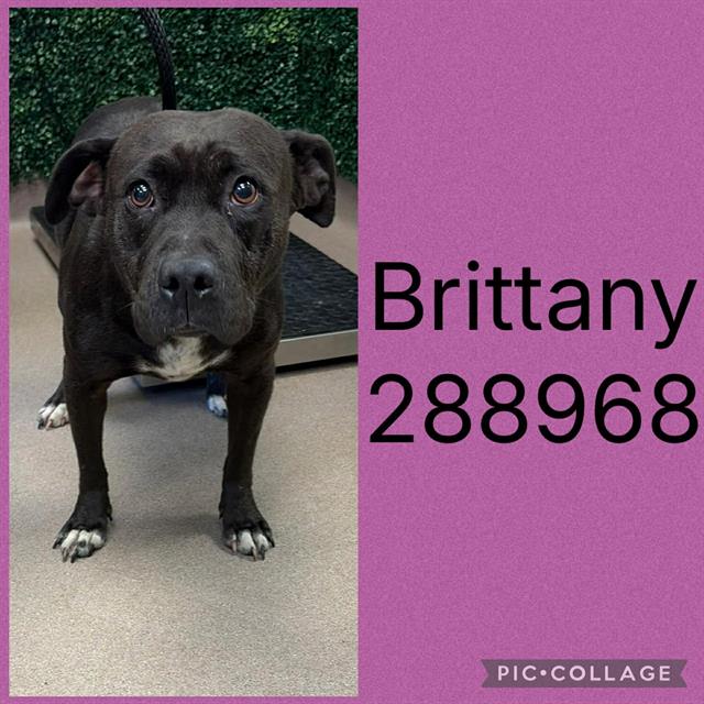 Shelter Stray Female Dog last seen BRITT RD, 4214 Fulton Mill Rd, Macon, GA 31216, USA