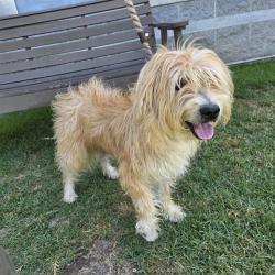 Shelter Stray Male Dog last seen Near BLK PACIFIC AVE. LONG BEACH CA 90813, 7700 E Spring St, Long Beach, CA 90815, USA