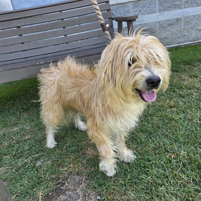 Shelter Stray Male Dog last seen Near BLK PACIFIC AVE. LONG BEACH CA 90813, 7700 E Spring St, Long Beach, CA 90815, USA
