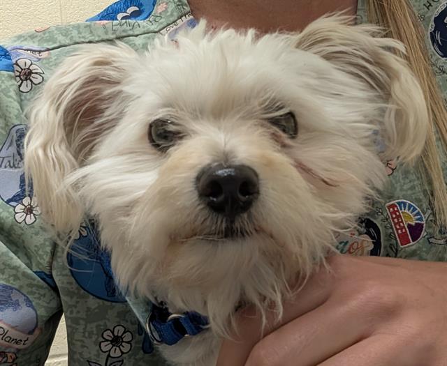 Shelter Stray Male Dog last seen Near BLOCK S WOLFF ST, DENVER CO 80219, 1241 W Bayaud Ave, Denver, CO 80223, USA