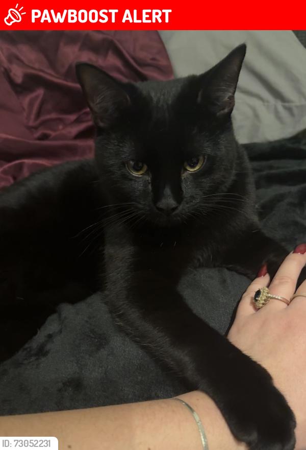 Lost Male Cat last seen Caledonian road, Greater London, England N1
