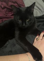 Lost Male Cat last seen Caledonian road, Greater London, England N1