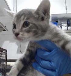 Shelter Stray Female Cat last seen GALVEZ X NEWHALL, 1419 Bryant St, San Francisco, CA 94103, USA