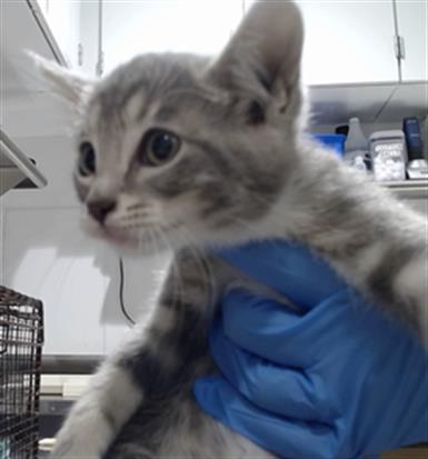 Shelter Stray Female Cat last seen GALVEZ X NEWHALL, 1419 Bryant St, San Francisco, CA 94103, USA