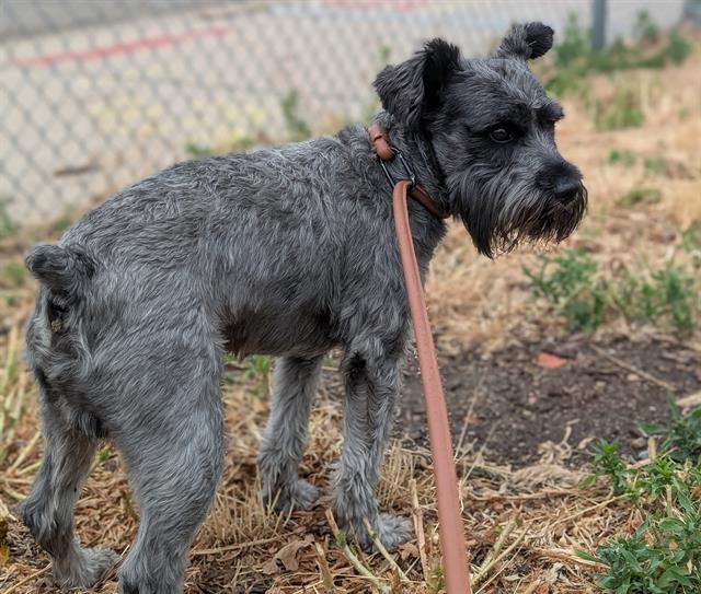 Shelter Stray Male Dog last seen Near BLOCK S WOLFF ST, DENVER CO 80219, 1241 W Bayaud Ave, Denver, CO 80223, USA