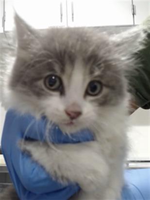 Shelter Stray Unknown Cat last seen GALVEZ X NEWHALL, 1419 Bryant St, San Francisco, CA 94103, USA