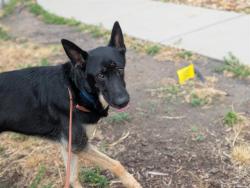 Shelter Stray Male Dog last seen Near BLOCK E KELLY PL, DENVER CO 80239, 1241 W Bayaud Ave, Denver, CO 80223, USA