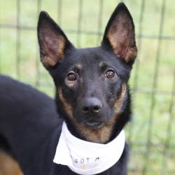 Shelter Stray Female Dog last seen CRYSTAL, 4710 TX-151, San Antonio, TX 78227, USA