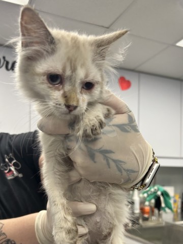 Shelter Stray Female Cat last seen Near BLOCK SPECTRUM PKWY, BAKERSFIELD CA 93308, 3951 Fruitvale Ave, Bakersfield, CA 93308, USA
