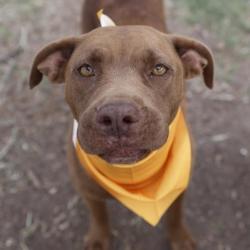 Shelter Stray Female Dog last seen PECAN GROVE, 4710 TX-151, San Antonio, TX 78227, USA