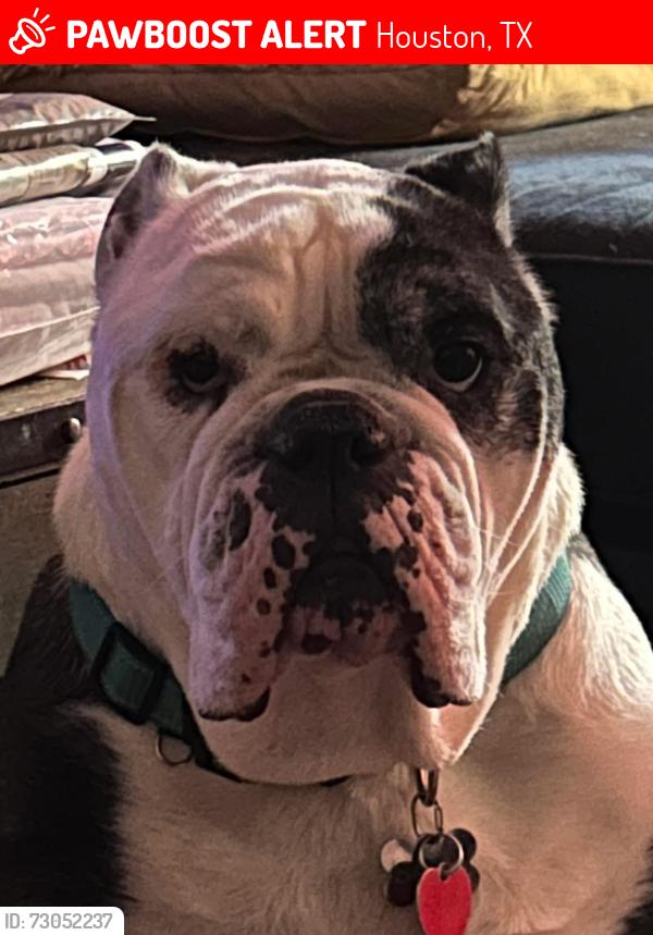 Lost Male Dog last seen Arlington Texas , Houston, TX 77002
