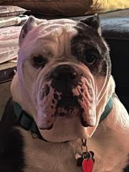 Lost Male Dog last seen Arlington Texas , Houston, TX 77002