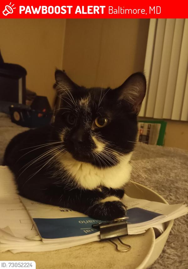Lost Male Cat last seen Goodnow & Gunter, Baltimore, MD 21206