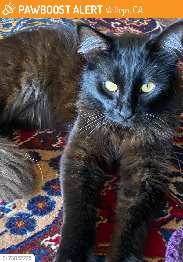 Found/Stray Male Cat last seen Near Spyglass Parkway, Vallejo, Vallejo, CA 94591