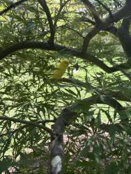 Found/Stray Unknown Bird last seen Dade & Manuel, Raleigh, NC 27612