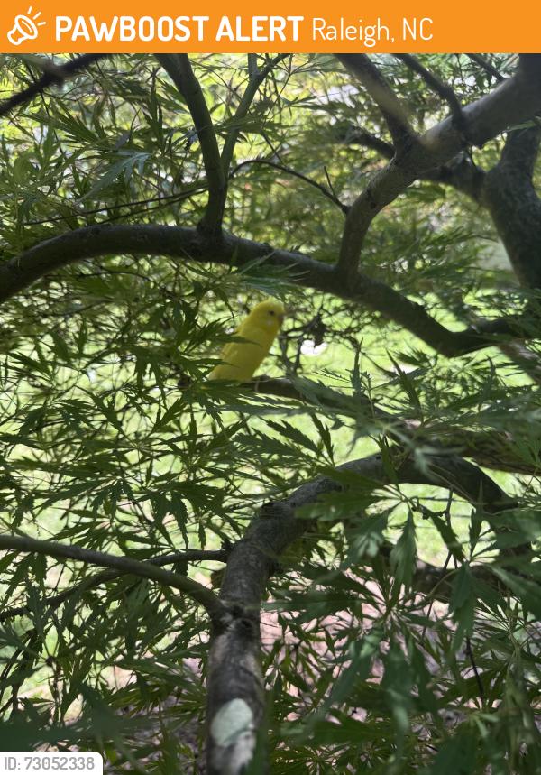 Found/Stray Unknown Bird last seen Dade & Manuel, Raleigh, NC 27612