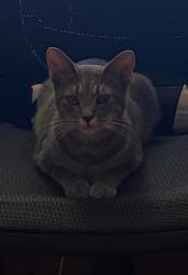 Lost Female Cat last seen Brookhurst and Westminster, Garden Grove, CA 92844