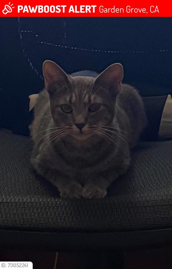 Lost Female Cat last seen Brookhurst and Westminster, Garden Grove, CA 92844