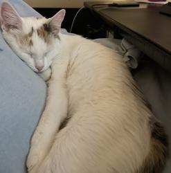 Lost Female Cat last seen Marcel Ave, Memphis, TN 38122