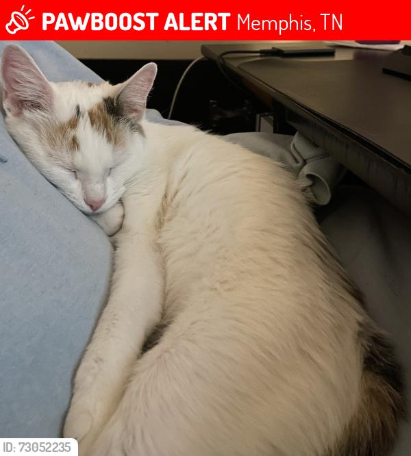 Lost Female Cat last seen Marcel Ave, Memphis, TN 38122