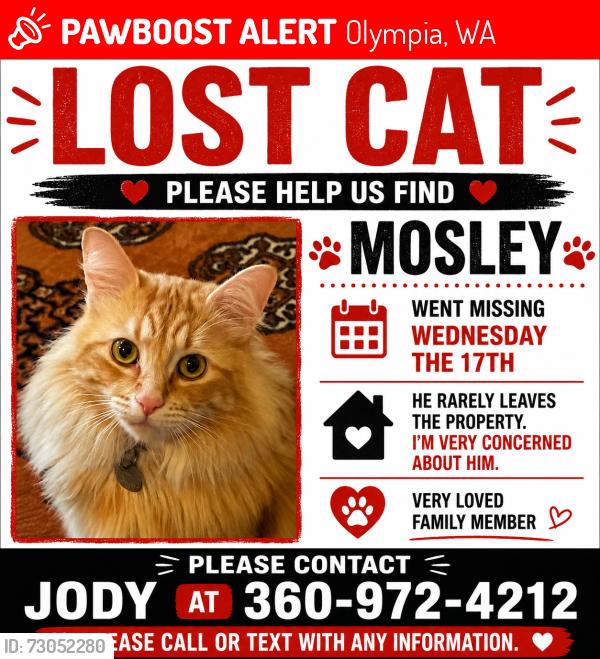 Lost Male Cat last seen Libby Rd, Olympia, WA 98506