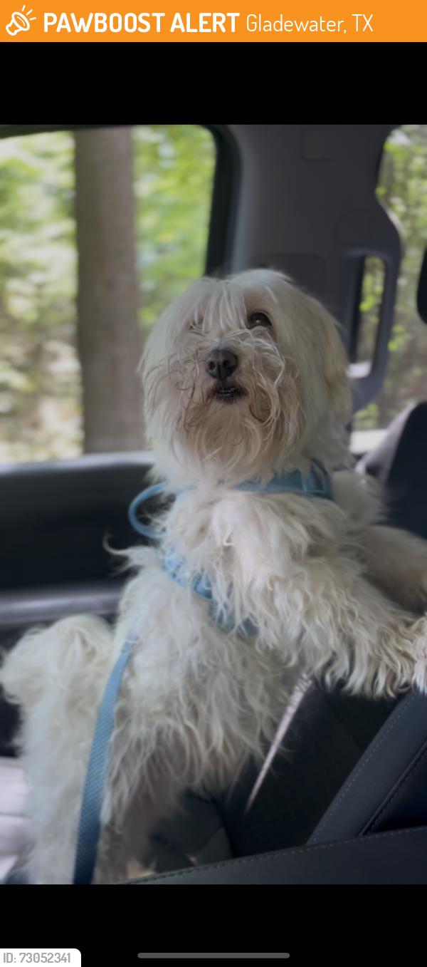 Found/Stray Male Dog last seen Gladewater Texas, Gladewater, TX 75647