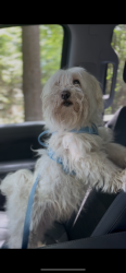 Found/Stray Male Dog last seen Gladewater Texas, Gladewater, TX 75647