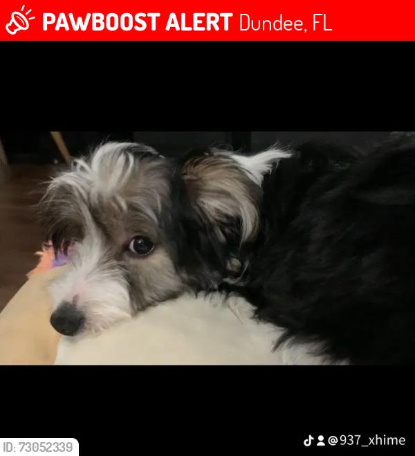 Lost Male Dog last seen Florida Ave, Dundee, FL 33838