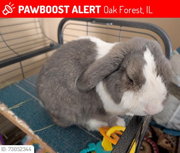 Lost Male Rabbit last seen Boca Rio and Catalina, Oak Forest, IL 60452