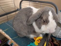 Lost Male Rabbit last seen Boca Rio and Catalina, Oak Forest, IL 60452