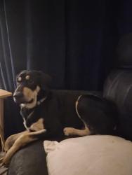 Found/Stray Male Dog last seen Callaghan and Fredricksburg, San Antonio, TX 78201