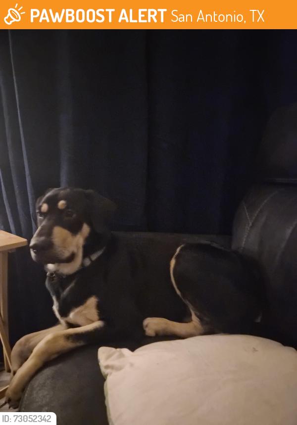 Found/Stray Male Dog last seen Callaghan and Fredricksburg, San Antonio, TX 78201