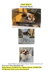 Lost Male Dog last seen Sylvan Avenue, Dallas, TX 75212