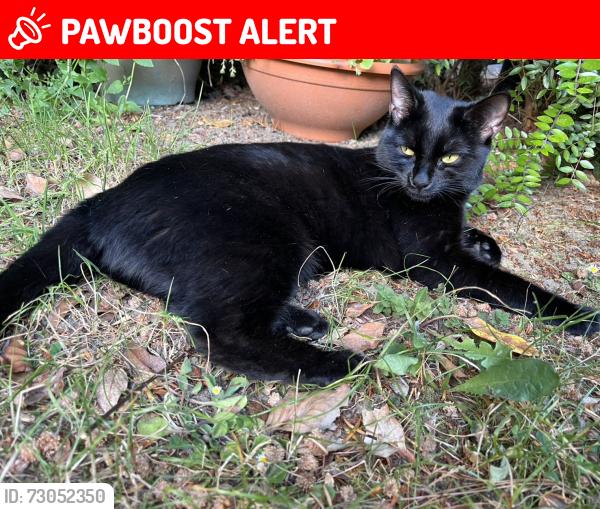 Lost Female Cat last seen Green Bank in Woodside Park, Greater London, England N12